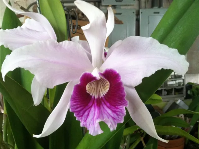 L. purpurata `Waldor's Big Blush' Original Division Cattleya Species Orchid