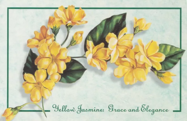 Yellow Jasmines Grace and Elegance Artist Unknown Postcard unused VGC