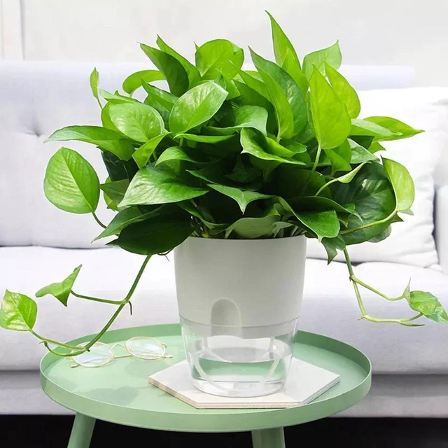 Plant Pot Self Watering Garden Planter Small Flowerpot African PoY0 Violet H0B0