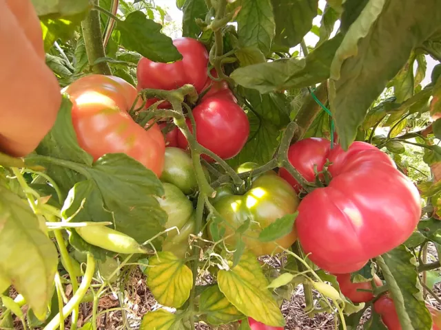 20 graines Tomate GEANTE BELGE ROSE