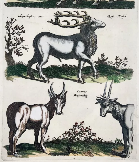 1657 Cervus, Reh Matt. Merian, Folio, Hand Farbig Gravierung, Säugetiere