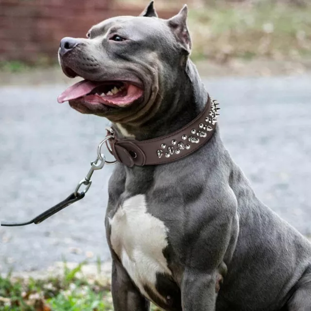 Big dog training online collar