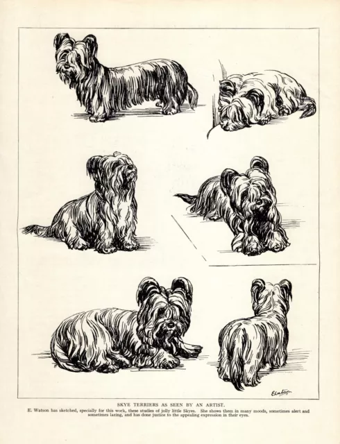 1930s Vintage Skye Terrier Print E Watson Skye Terrier Art Illustration 4698a