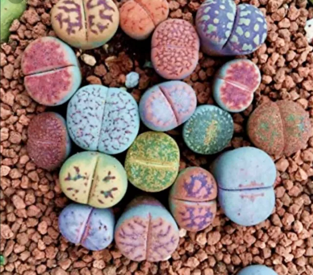 Lithops Rare Living Stones Plant Succulent Cactus Fresh 50 Viable Seeds + Gift !