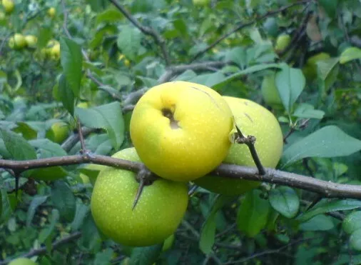 Cotogne ornamentali giapponesi Chaenomeles japonica pianta 'Cido' 55-60 cm nordi. Limone