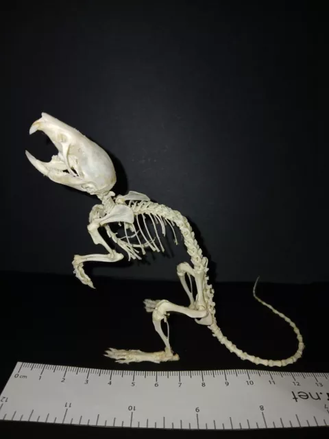 Genuine Wild brown Rat (Rattus norvegicus) bone skeleton taxidermy skull