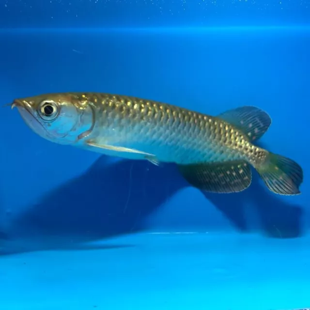 Golden jardini arowana 5” in length - live tropical fish