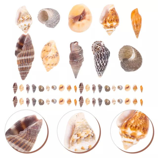 1 Box of Small Shells Conch Natural Tiny Ocean Seashells for DIY Miniature 2