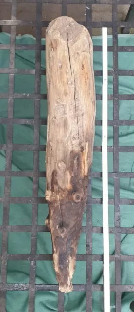 Treibholz xxl Schwemmholz Driftwood altholz Brett Blanke Dekoration  ca 100 cm+