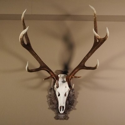 Antler Fallow Deer Antler Altezza 62 CM Su Scudo Trofeo Daino Dama Cervo Antler Cervi 