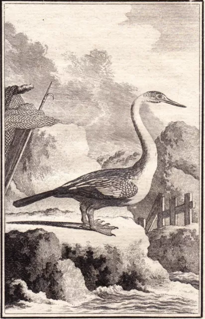 Gravure XVIIIe L‘Anhinga d'Amérique Anhinga Anhinga Ornithologie 1770