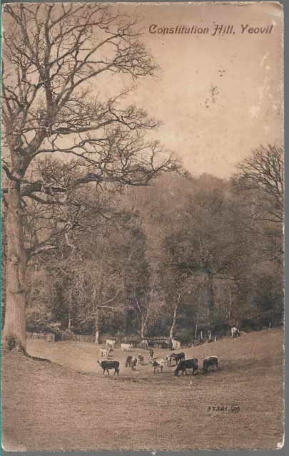 SCARCE OLD POSTCARD - CONSTITUTION HILL - YEOVIL - SOMERSET 1912 Cows