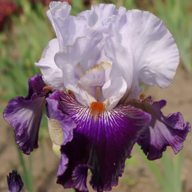 Schwertlilie Bart-Iris Curp Appeal 5 Rhizome