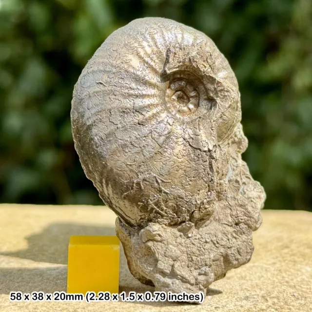 Rare Cleviceoras Golden Pyrite Ammonite Fossil - Certified, Jurassic Coast UK