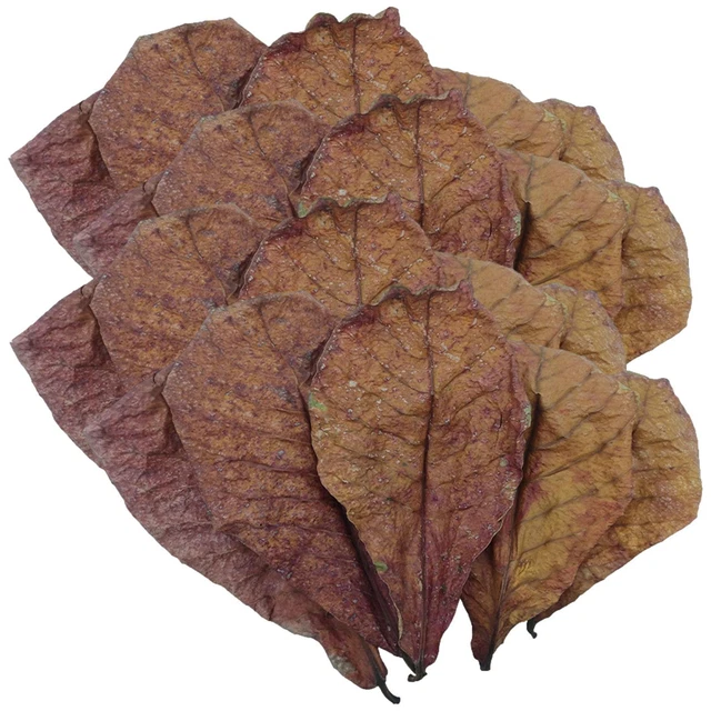 1 Bag Catappa Indian Almond Leaves Shrimp Betta Leaf Fish Aquarium PH regulator