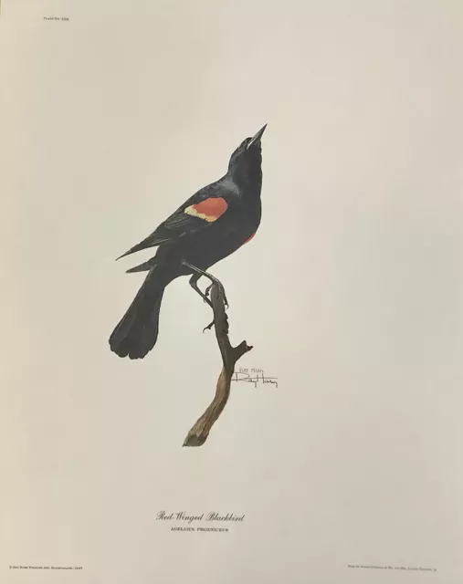 Vintage 1967 Ray Harm Hand Signed “Red-Winged Blackbird Lithograph 16” x 20” NEW