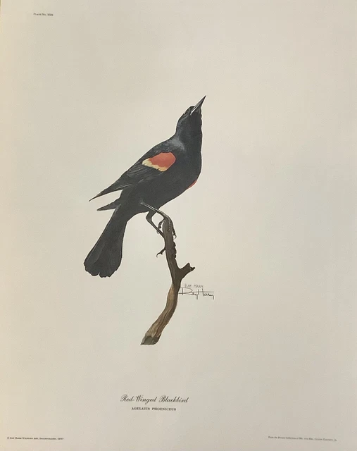 Vintage 1967 Ray Harm Hand Signed “Red-Winged Blackbird Lithograph 16” x 20” NEW Vintage 1967 Ray Harm Hand Signed “Red-Winged Blackbird Lithograph 16” x 20” NEW