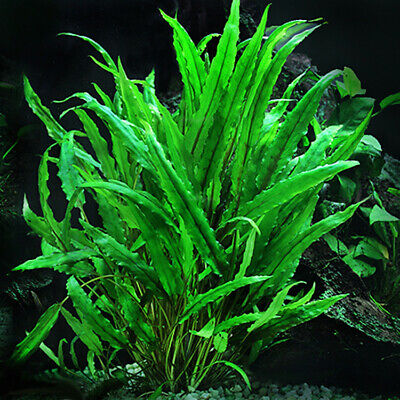 Cryptocoryne Wendtii Green BUY 2 GET 1 FREE Aquarium Plants Bright Green Crypt