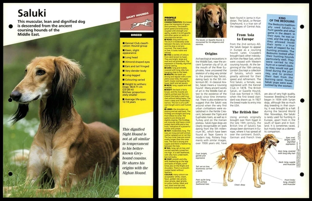 SALUKI - BREED - Dogs Of The World Atlas Fact File Card EUR 2,86 ...