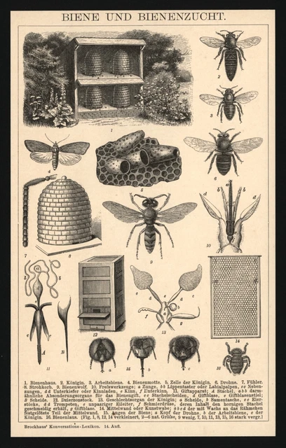 Druck anno 1896 - Bienenzucht Imkerei Bienen Honig Drohne Königin Bienenkorb