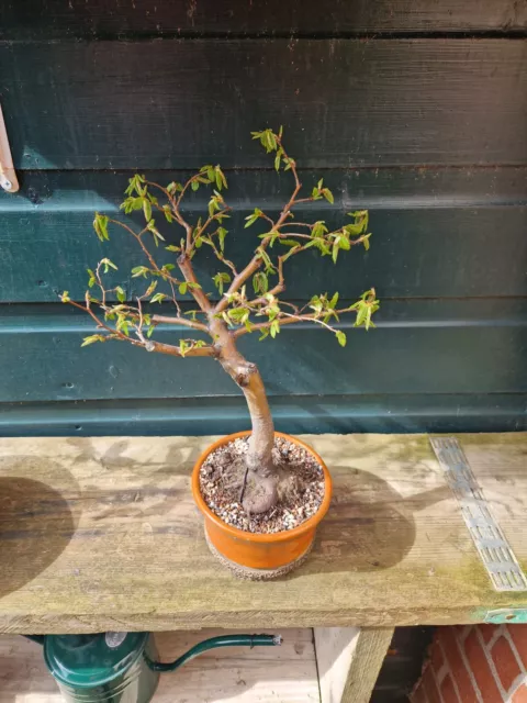 Hornbeam Bonsai Shohin In TB Bonsai Handmade Pot