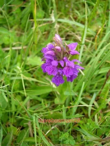 Photo  Early Purple Orchid Early Purple Orchid (Orchis Mascula) Growing Beside T