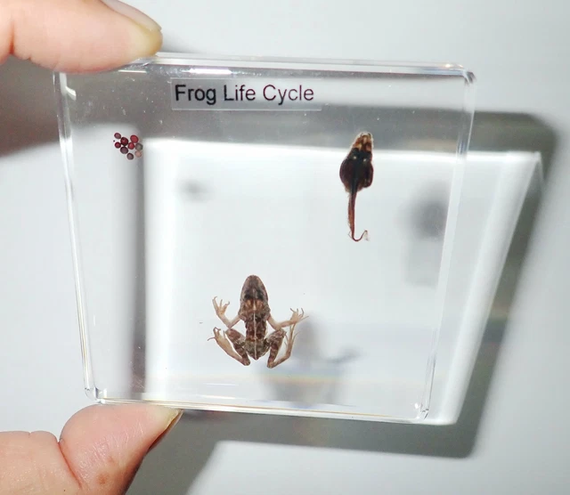 frog by cycle