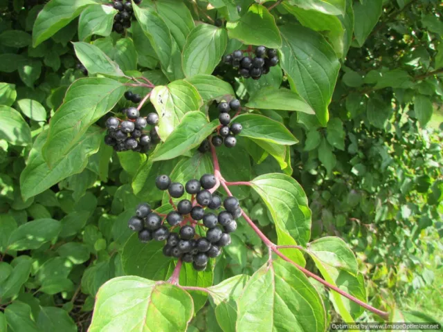 Corniolo sanguinello - Cornus sanguinea - Common Dogwod 25+ semi seeds G 080