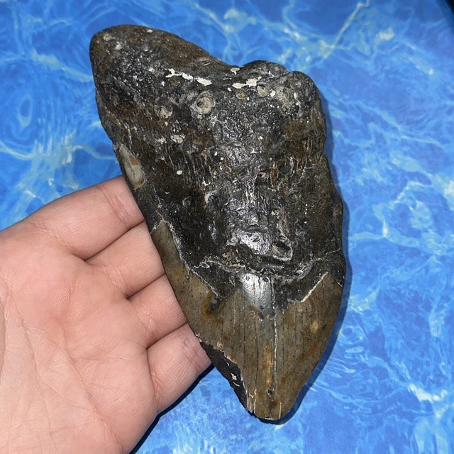 Megalodon Shark Tooth 5.95” Huge Teeth Big Meg Scuba Diver Direct Fossil Nc 8104