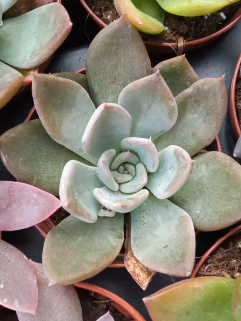 Echeveria Silver queen 5 cms aprox Planta joven Suculenta de colección