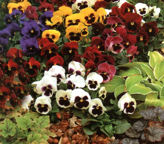 Pansy Giant Swiss Mixed  1300 Finest Seeds