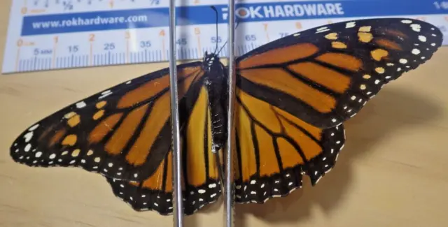 Monarch Butterfly Danaus plexippus Nymphalidae Lepidoptera Southeast Texas K15