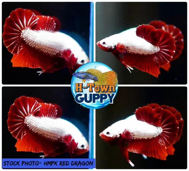 Live Betta Fish High Quality Halfmoon Plakat HMPK Red Dragon - USA Seller