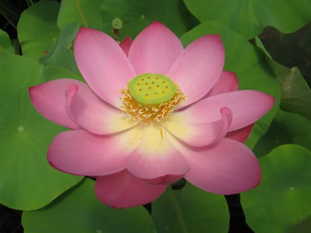 Indische Lotusblume  ROSA  25 Samen  Nelumbo nucifera  Teichpflanze Lotosblume