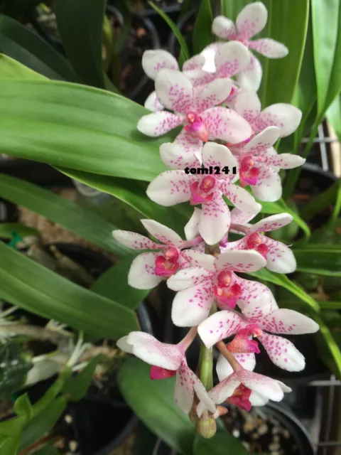 Orchid -Sartylis Blue Knob