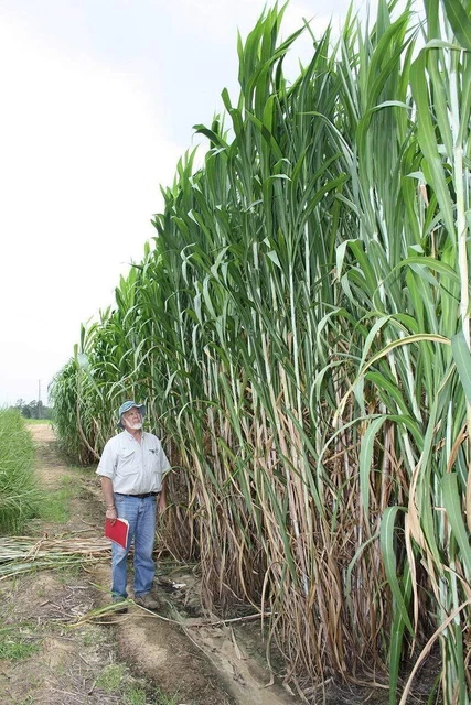 Elephant Grass Seeds - 100 Seeds - Tallest Grass in The World - Ships from Io...