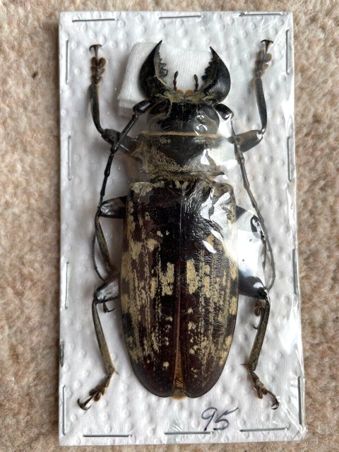 BEETEL -  Prioninae  - Tithoes confinis XXL 95mm+