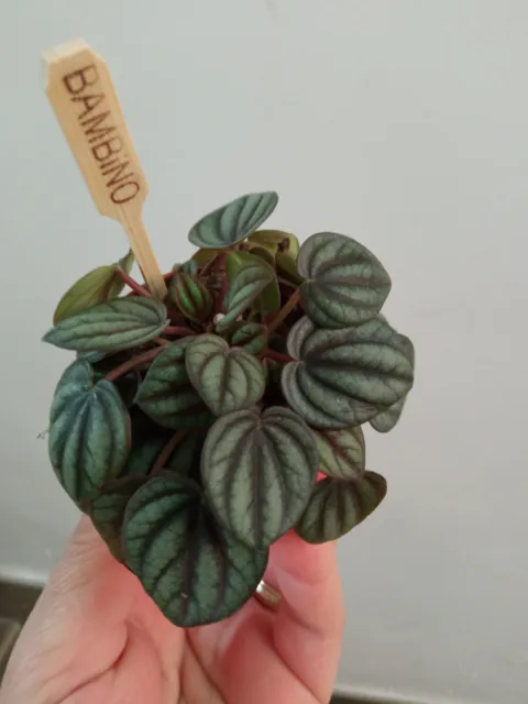 Peperomia albovitatta 1 planta con raiz Plantas de interior facil 5 cm