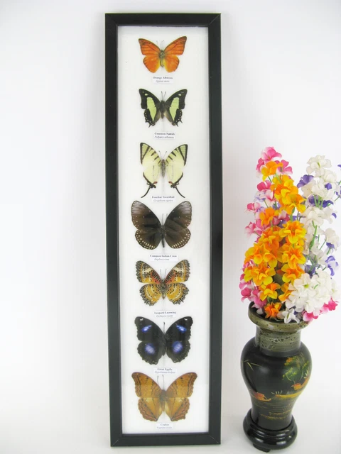 5 Papillons Exotiques Réels Sous Cadre – Taxidermie Unique, Fait Main Allemagne