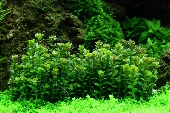 Aquarium Pflanze Rotala 'Bonsai' Tropica Nr.033E TC in Vitro Wasserpflanze