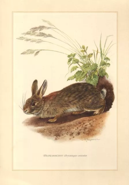 Wildkaninchen Oryctolagus cuniculus Kaninchen   Farbdruck 1958 Zoologie