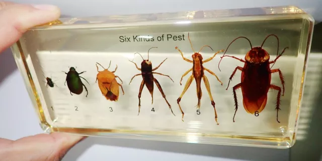 Six Kinds of Pest Insect Set in Amber Clear Block Education Real Specimen