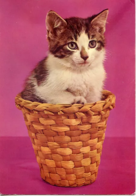 Cpsm / Carte Postale / Chat / Cat /