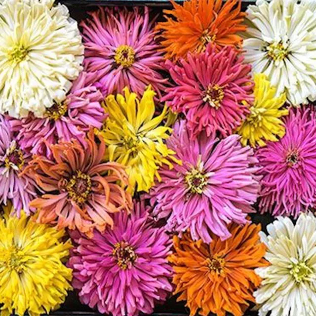 Zinnie 'DAHLIA & CACTUS MIX' 50+ Samen ZINNIA ELEGANS seeds SCHNITTBLUME