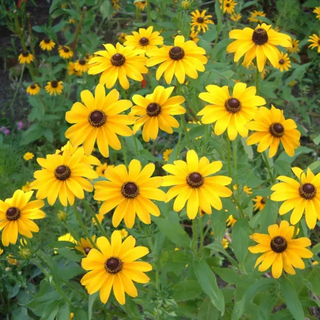 Rudbeckia Hirta Black Eyed Susan - 2000 Finest Seeds 3