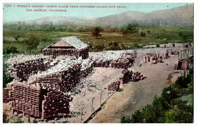 No. 1916 Pigeon Ranch Southern Pacific Train Co, CA Mitchell Postcard