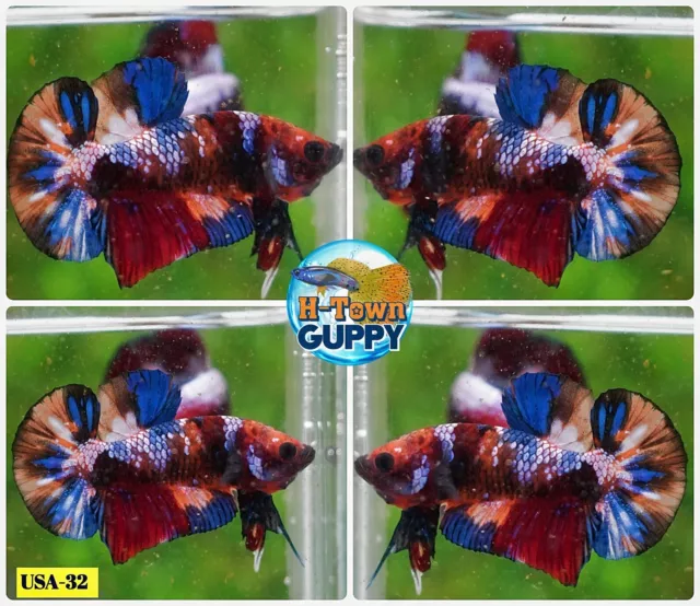 USA32 - Live Betta Fish - High Quality Grade -  Multi Color Candy Koi Galaxy