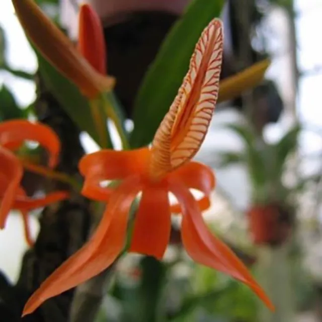 Dendrobium unicum  fragrant Orchid Species BS