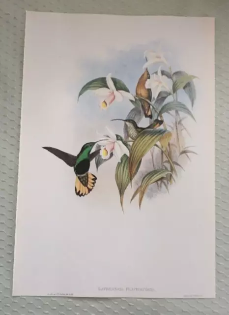 HUMMINGBIRD BUFF-TAILED VELVET-BREAST (Lafresnaya) John Gould 14x10" Print 2