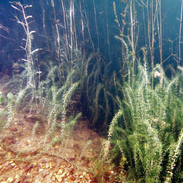 JBL SediEx Pond 2,5 kg Teich Algen Teichschlamm Mineralisierung Teichschlamm 2